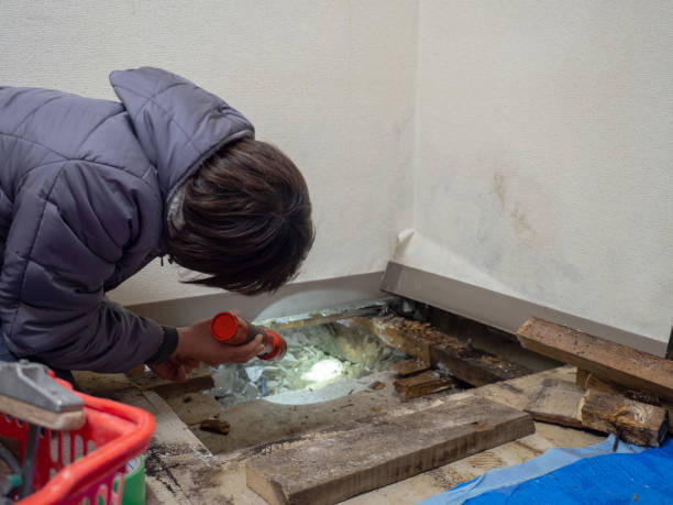 Best Industrial Mold Remediation  in Sebring, FL