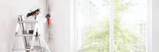 Best Emergency Mold Remediation  in Sebring, FL